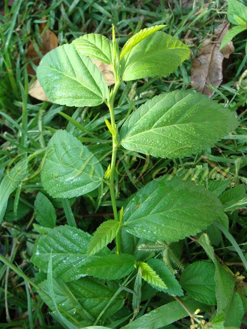  Leafy branch